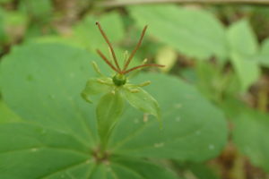 クルマバツクバネソウの花