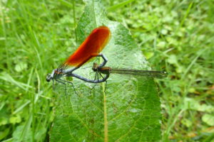 オスとメスのニホンカワトンボがハート形に繋がっている