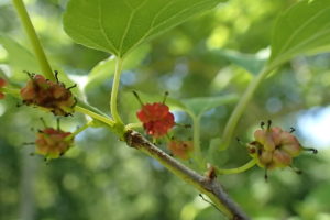 ヤマグワの赤くなり始めた果実