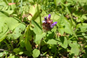 ウツボグサの花が咲いています。
