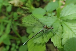 ニホンカワトンボのオス
