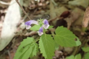 エゾタツナミソウの花が咲いています