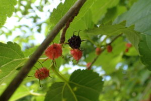 ヤマグワの果実