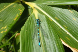 エゾイトトンボ