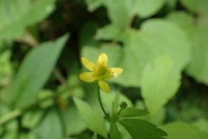 キツネノボタン