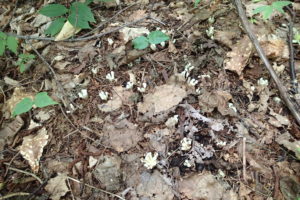 キヨスミウツボの花