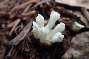 キヨスミウツボの花