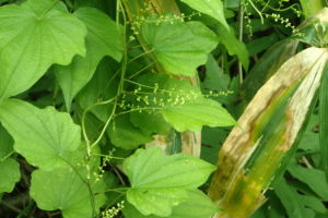 ウチワドコロの花