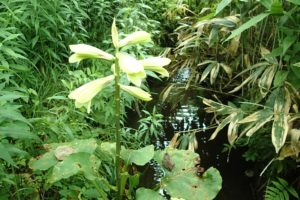 オオウバユリの花