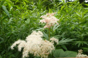 オニシモツケの花