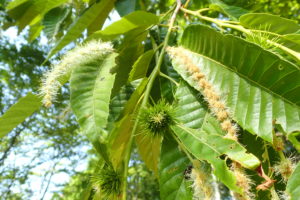 栗の花とまだ小さいイガ