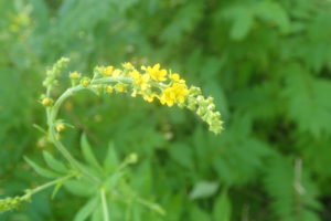 キンミズヒキの黄色い花