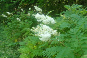 ホザキナナカマドの白い花