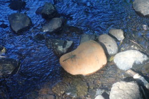 大型のトンボのコオニヤンマ