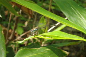 モノサシトンボ