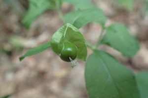 ナンバンハコベの緑色の果実を