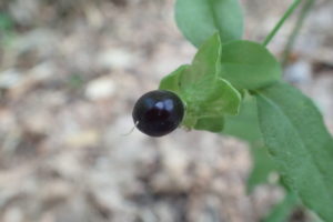 ナンバンハコベの黒い果実