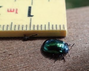 金属緑色に光る甲虫