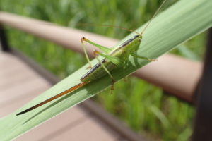 キリギリスの仲間