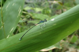 モノサシトンボ