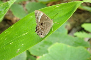 ササに止まるクロヒカゲ