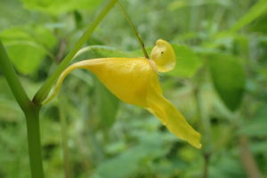 キツリフネの黄色い花