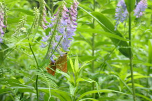 クサフジに止まるセセリ