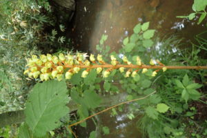 オニノヤガラの花