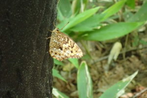 サトキマダラヒカゲ