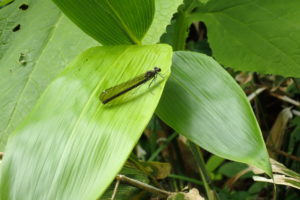 ニホンカワトンボ