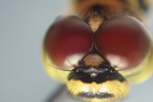 マユタテアカネの複眼