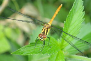 マユタテアカネ