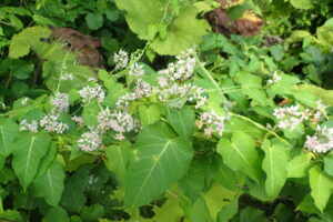 ガガイモの花とハート形の葉