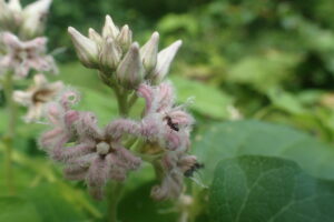 ガガイモのフワフワした花