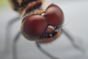 ノシメトンボの複眼