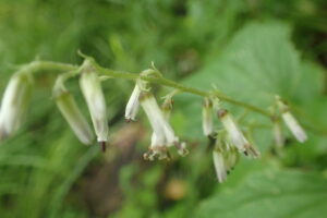 ミミコウモリの花