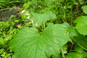 ミミコウモリの花と大きな葉