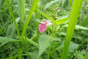 ツリフネソウの花が茎からぶら下がっています。
