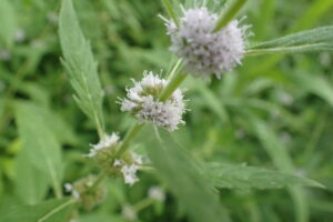 ハッカの花