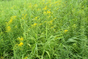 オオアワダチソウの黄色い花