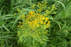 ハンゴンソウの黄色い花