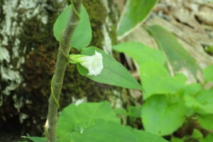 ツルリンドウの花