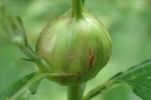 ヨモギクキタマフシ