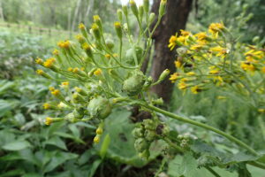 ハンゴンソウハナタマフシ