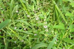 ハッカの薄紫色の花
