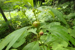 ヨモギクキタマフシ