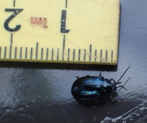 青く光るハムシ