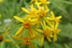 ハンゴンソウの黄色い花のアップ