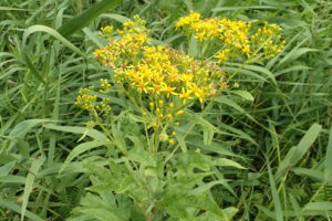 ハンゴンソウの黄色い花