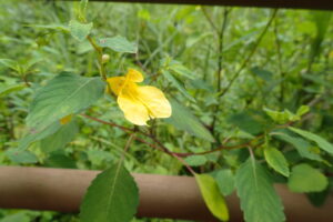 キツリフネの黄色い花